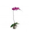 The Lavender Phalaenopsis Orchid The Lavender Phalaenopsis Orchid